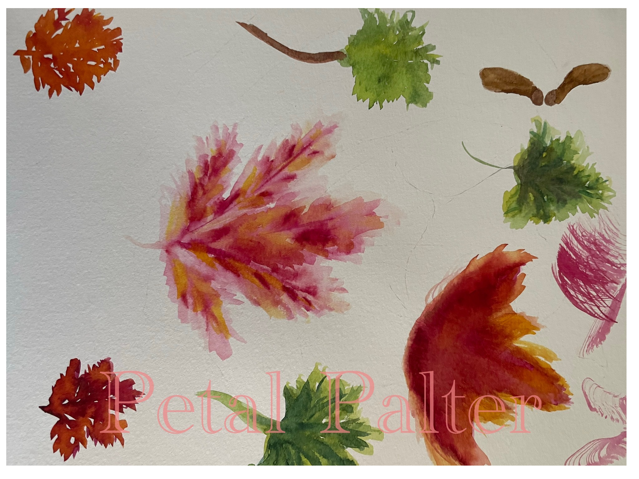 Various shades of maple leaves. Experiment with texture.