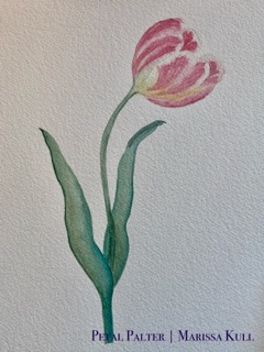 Pink Parrot Tulip with a green stem and leaves.