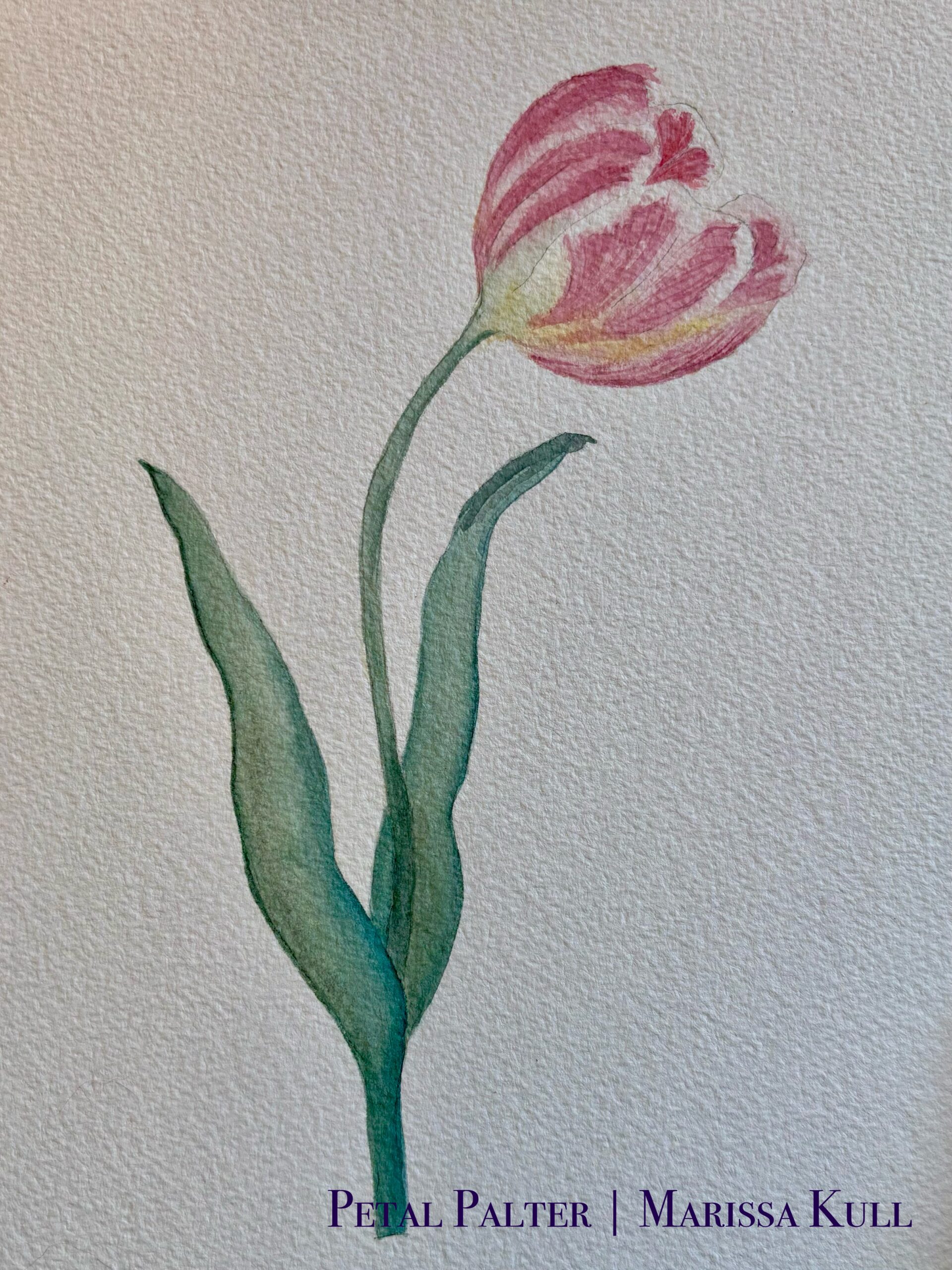 Pink parrot tulip with green stem and leaves.