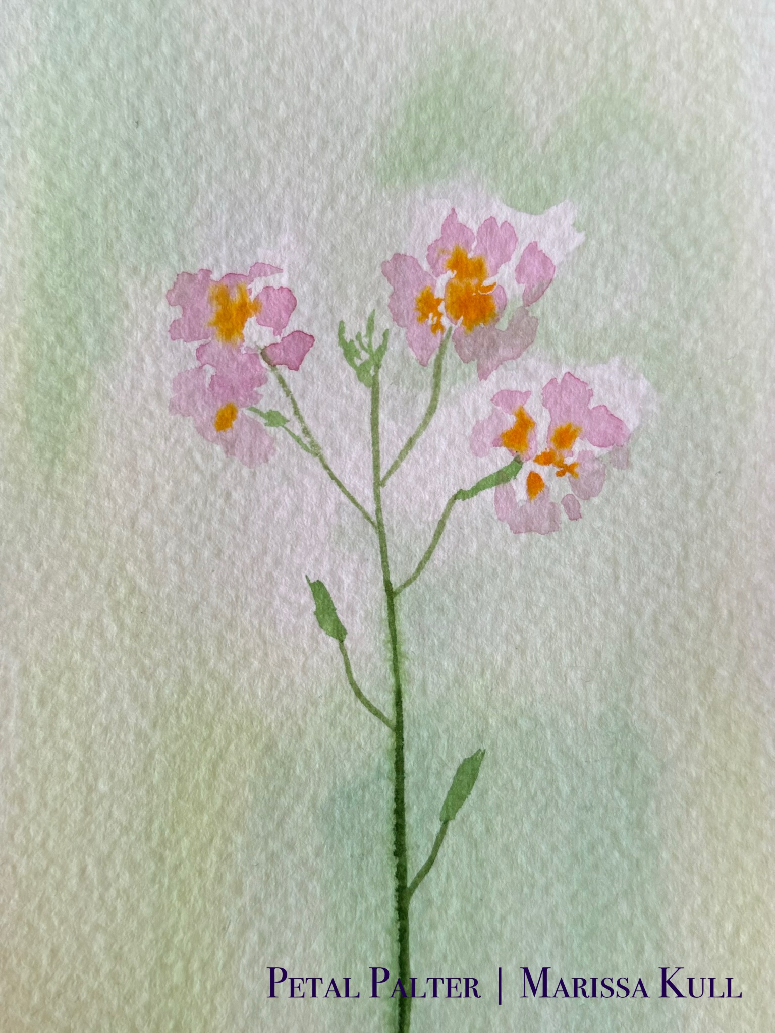 Loose pink flowers with orange centers on a green stem over a green background.