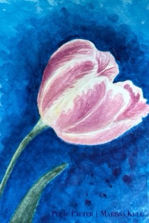 Tulip on a blue background.