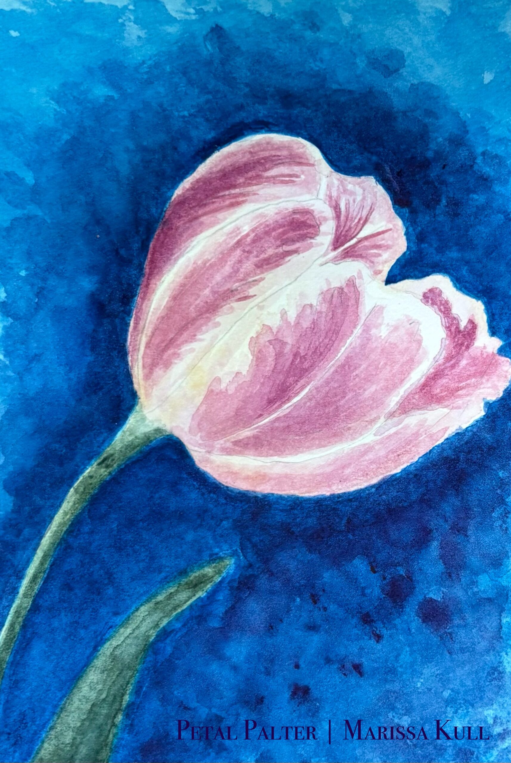 Pink parrot tulip on a blue background.