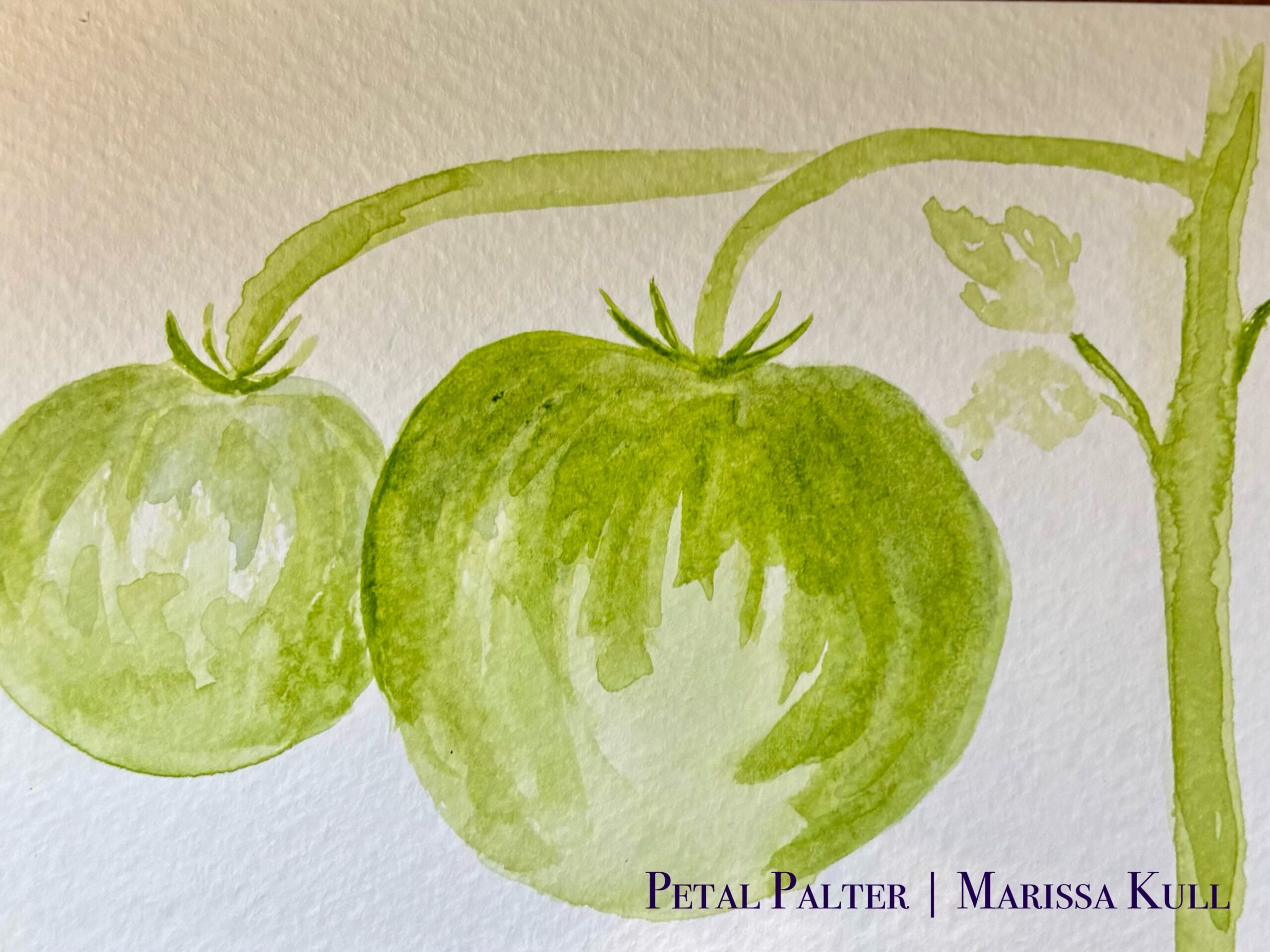 Green tomatoes on the vine.