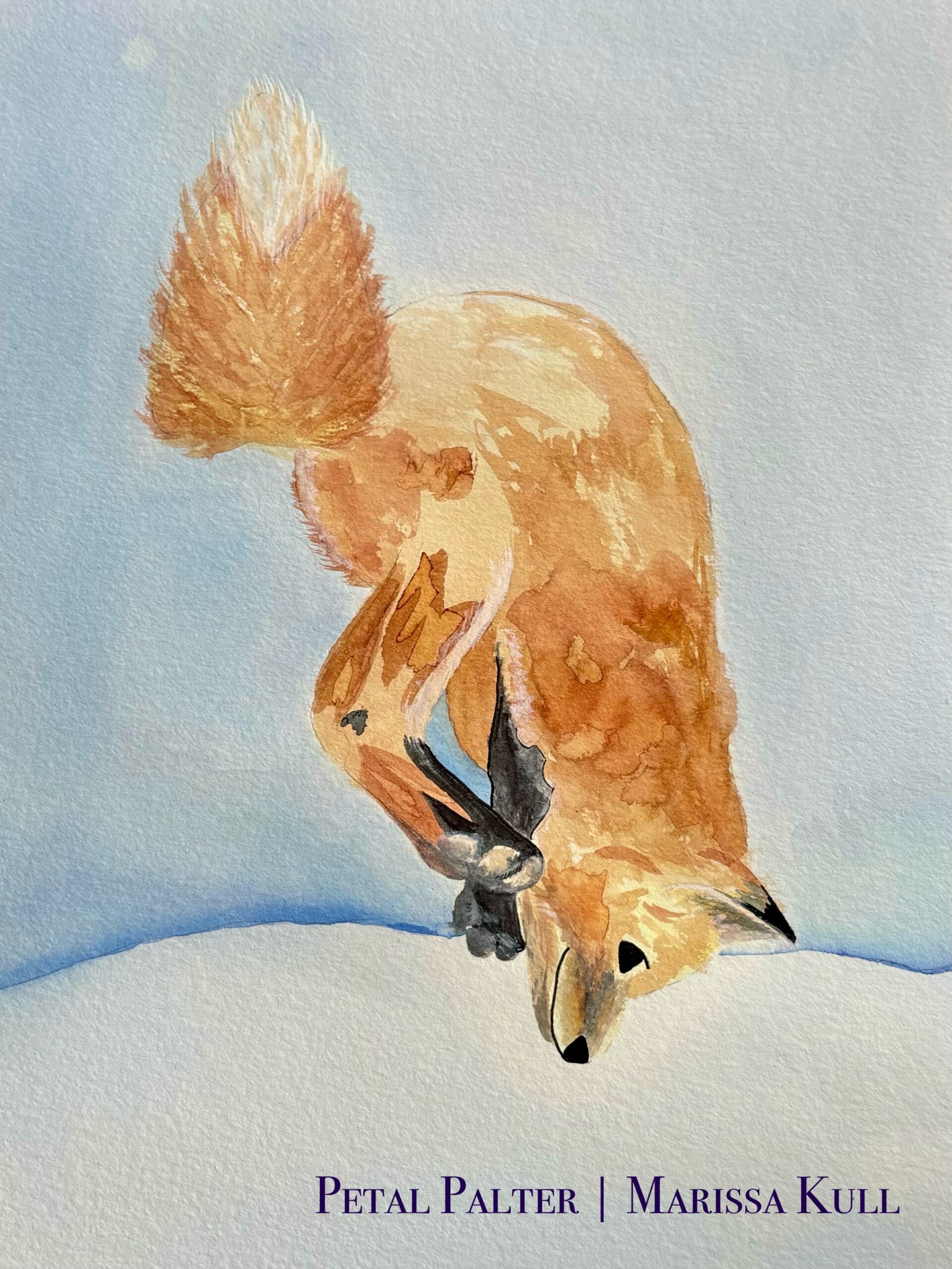 Fox pouncing in the snow.