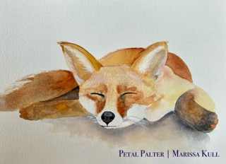 Napping Red-Brown Fox.