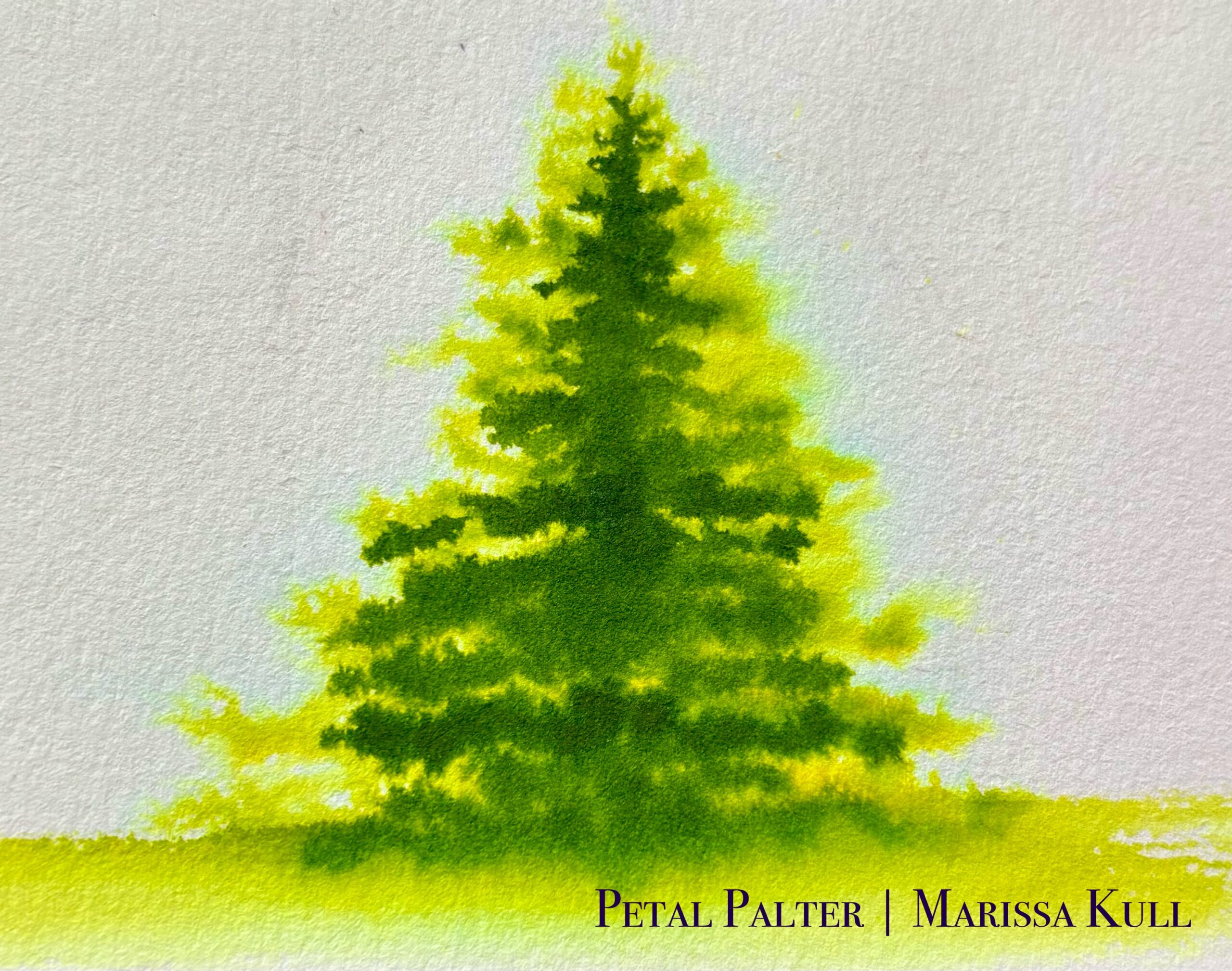 Loose Green Evergreen Tree.