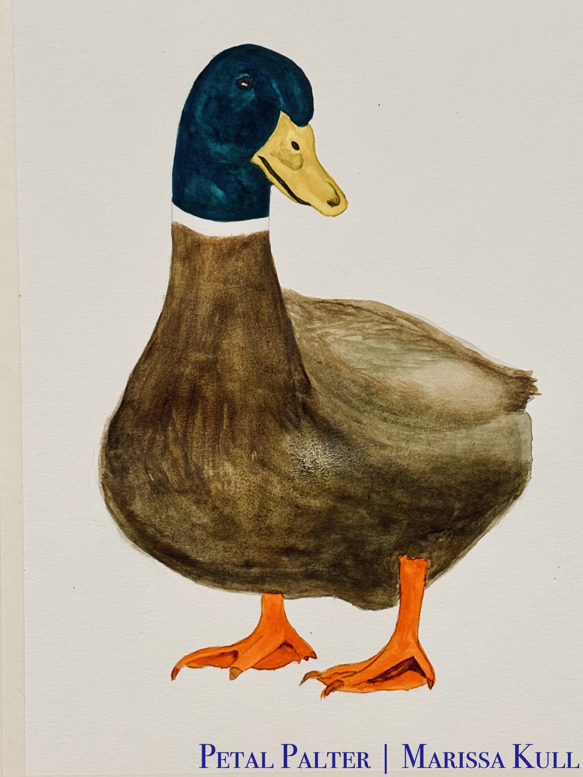 Portrait of a male mallard duck on a white background.