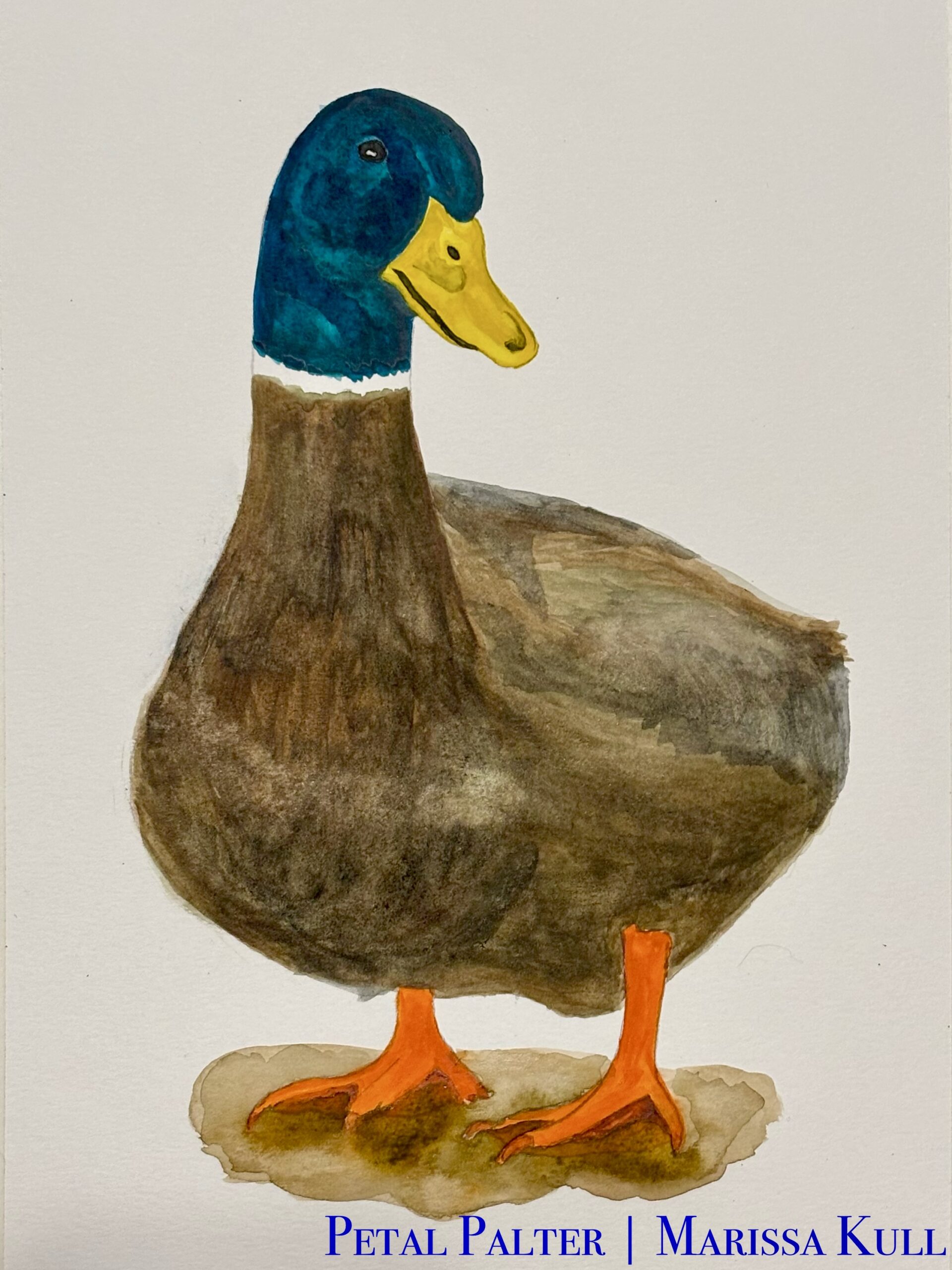 Portrait of a male mallard duck over a suggestion of brown dirt.