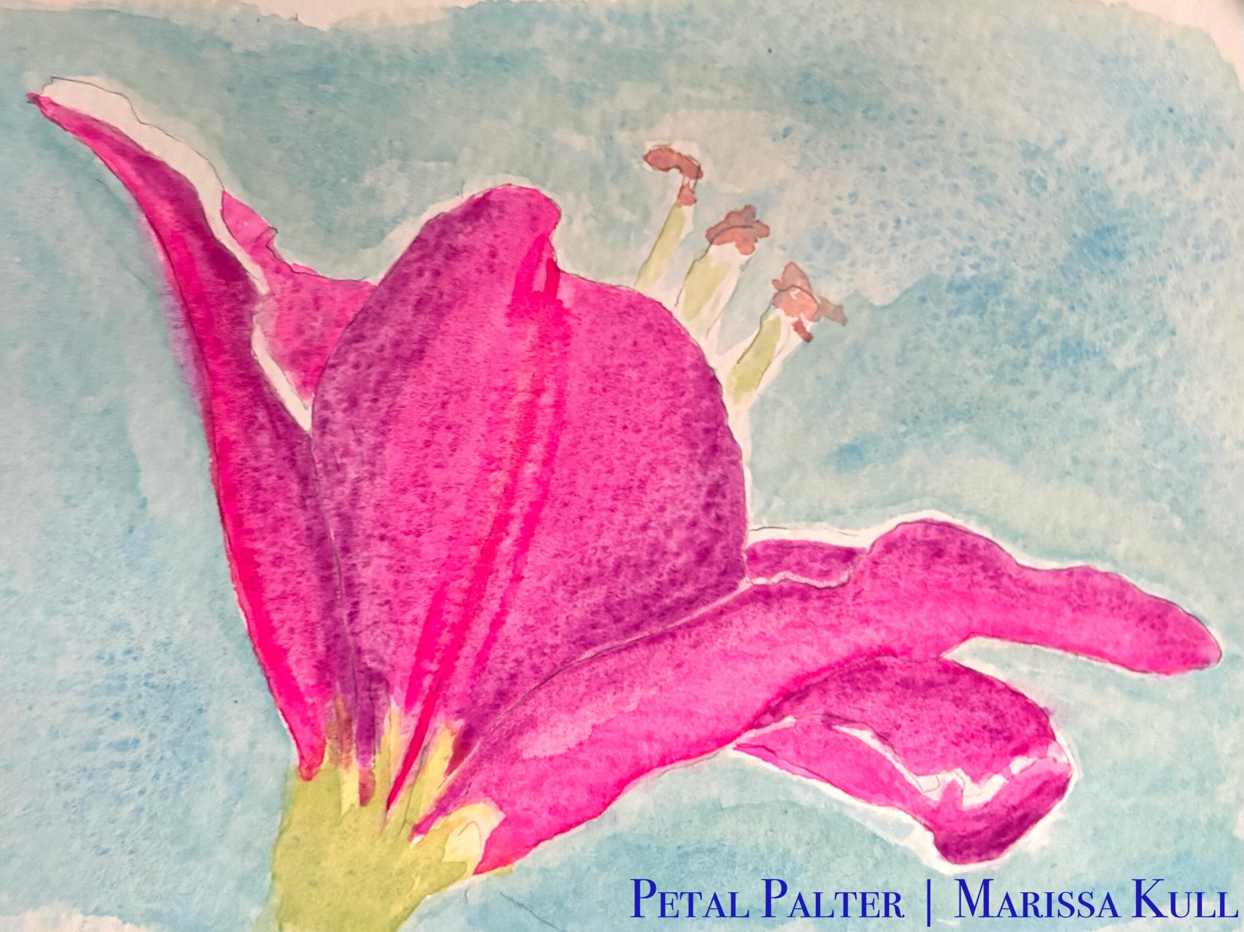 Pink and purple Oriental Lily over a blue background.